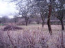Apie sklypą (3)