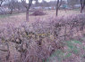 Apie sklypą (5)