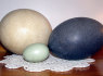 Stručio kiaušiniai, EPS kiaušiniai Rhea Kiaušiniai ir jų jaunikliai