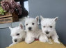Vakarų Škotijos baltųjų terjerų šuniukai paruošti pardavimui