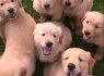 Nuostabūs auksaspalvių retriverių šuniukai