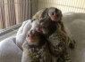 Žavingos beždžionės marmozetės, skirtos įvaikinti