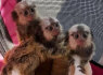 Galima įsigyti kapucinų beždžionių kūdikio veidui