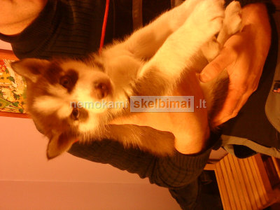 Kaina