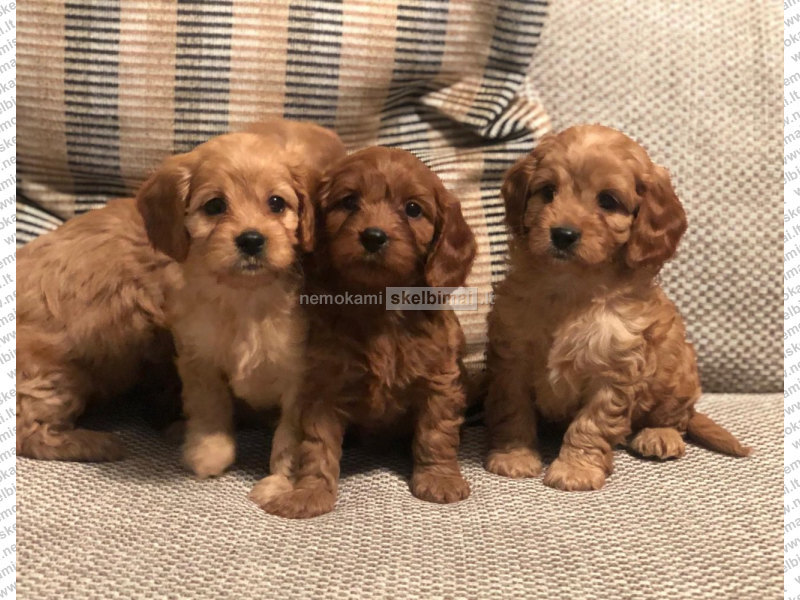 cavapoo kaina