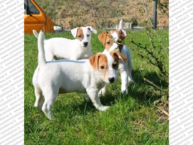 Gražūs miniatiūriniai Džeko Raselio šuniukai