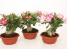 Ziemos sodu irengimas, adenium parduoda