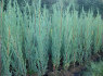 Kalninis kadagys Blue Arrow