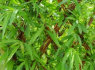 PINTOS GYVOS TVOROS (7)