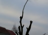 Pavojingų medžių pjovimas (11)