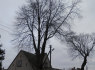 Pavojingų medžių pjovimas (2)