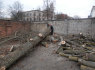Pavojingų medžių pjovimas (9)