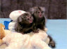 Du kūdikis pirštu Beždžionės