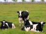 Aukščiausios kokybės pieninių galvijų pardavimui (1)