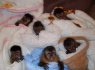 namų iškėlė kūdikiai beždžionių ir Šimpanzė kūdikiai (1)