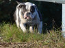 Semieji Angl Buldogai - Old English Bulldog (5)