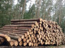 Perku statų mišką išsikirtimui (1)