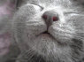 Parduodami Rusų melsvieji kačiukai (2)