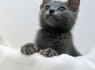 Parduodami Rusų melsvieji kačiukai (3)