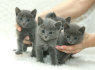 Parduodami Rusų melsvieji kačiukai (6)
