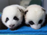 Gražūs milžiniški pandos jaunikėliai (1)