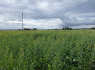 Sklypas 1. 25 ha Jakstaiciuku k. Siauliu sav (3)