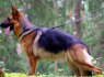Kilmingi Vokiečių aviganių šuniukai (3)