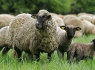 Avių supirkimas Lt (1)