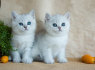 Britų trumpi plaukai kačiukai ieško naujo namo (1)
