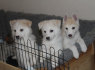 Sibiro Husky šuniukai prieinami (1)