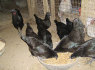gryni juodi ayam cemani viščiukai ir kiaušiniai (1)