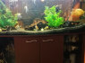 Parduodu akvariumą su žuvytėmis, 450 ltr (1)