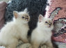 Du gražūs Birmano kačiukai (1)