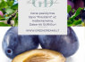 PARDUODAME VAISMEDŽIŲ SODINUKUS TREŠNĖS, VYŠNIA, ABRIKOSAI, NEKTARINAI ir kt. Greendreams. lt (3)