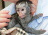 nuostabios kapucinų beždžionės, paruoštos pardavimui (1)