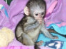 Dabar sveiki beždžionių kapucinų kūdikiai paruošti pardavimui (1)