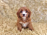 Parduodami Cavapoo šuniukai (2)