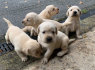 Parduodami gražūs Labradoro retriverio šuniukai