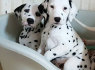 Nuostabūs Kc Dalmatijos šuniukai