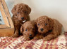 Nuostabūs Goldendoodles šuniukai