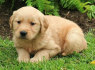 Auksaspalvių retriverių šuniukai (1)