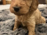 Cockapoo šuniukai (1)