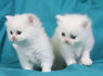gražūs persų kačiukai įvaikinti (1)