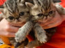 Gražūs auksiniai ir šinšiliniai persų kačiukai (2)