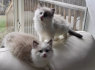 Veisliniai Ragdoll Boy and Girl kačiukai (1)