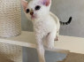 Nuostabūs Devon Rex kačiukai (2)