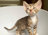 Nuostabūs Devon Rex kačiukai (3)