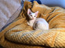 Nuostabūs Devon Rex kačiukai (4)