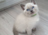 Aukščiausios kokybės mėlynakiai Siamo kačiukai