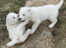 Vidurinės Azijos aviganių šuniukai